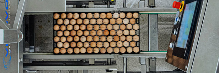 Hatchery Automation machine with eggs
