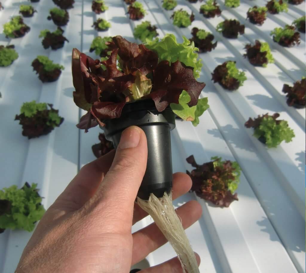 Deep Water Culture Systems (DWC) for Hydroponic Growing