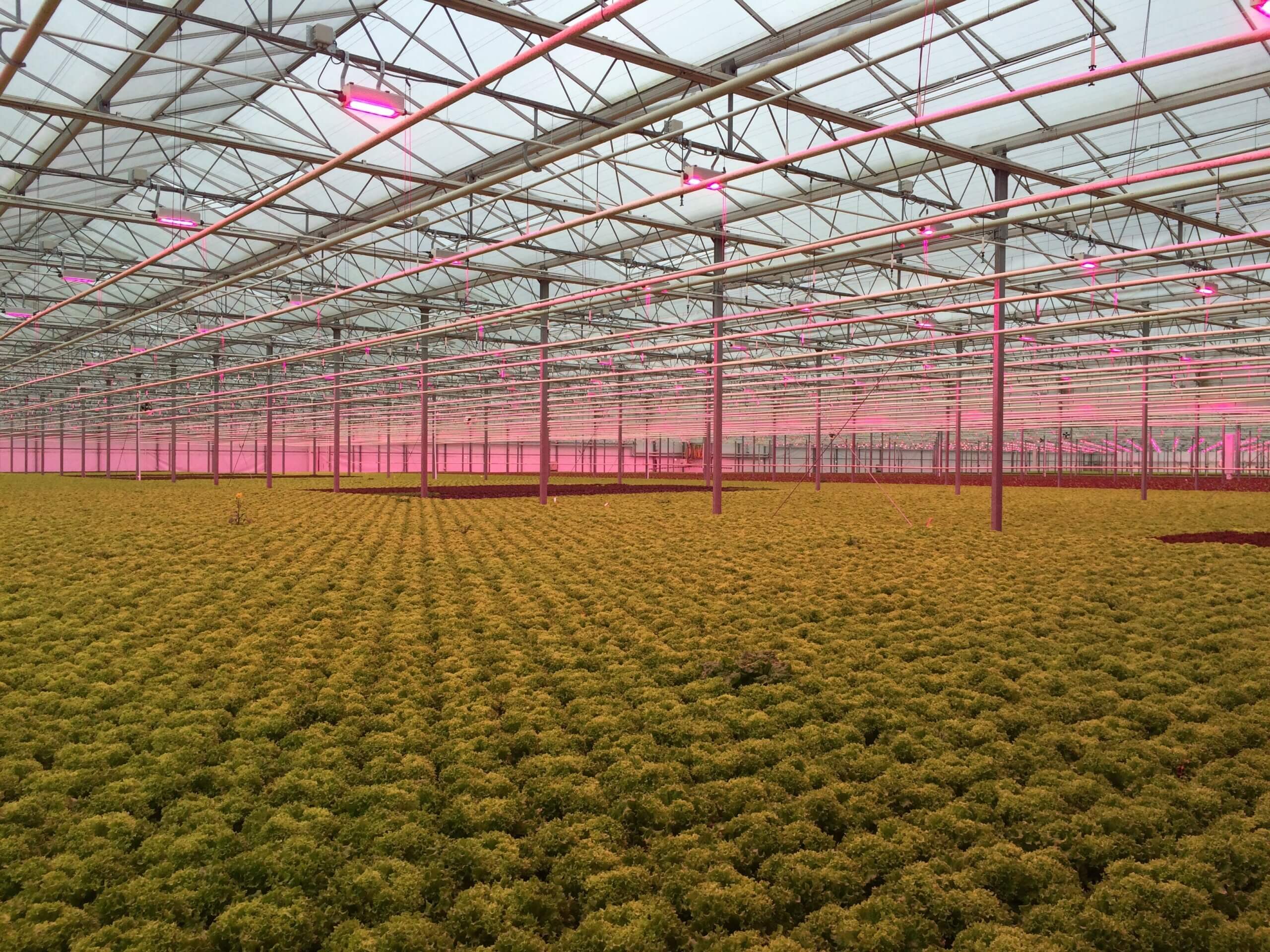 dutch_hydroponics_indoor_dwc