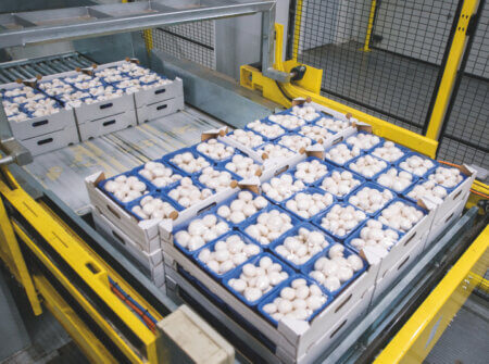 Pallets with trays with mushrooms