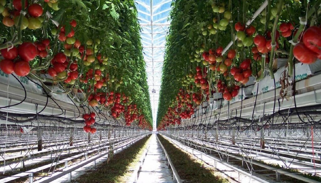 New Viscon automation at Costa’s Guyra tomato farm - Viscon Group