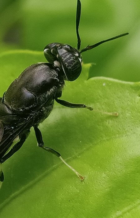 black soldier fly (BSF), insect farming