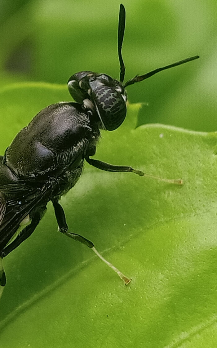 Insect Farming Technology (Black Soldier Fly, Mealworm)