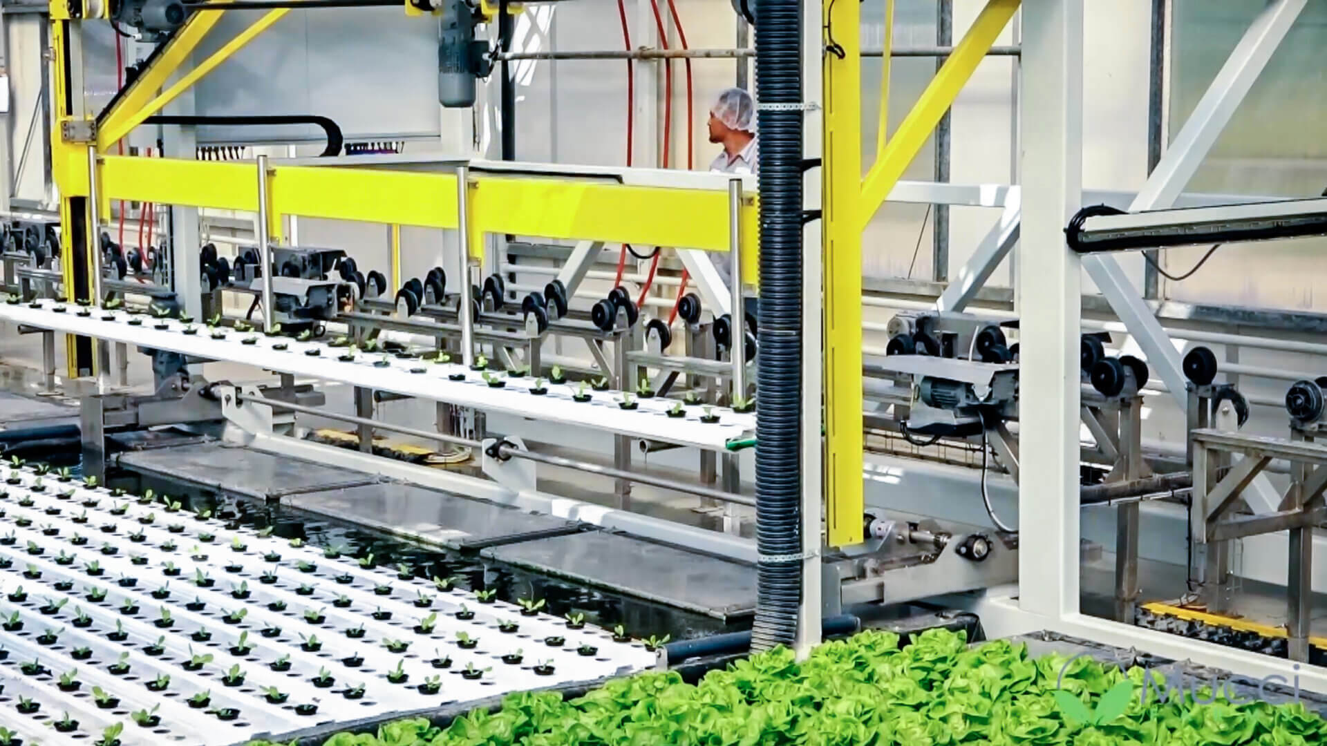 Deep Water Culture Systems (DWC) for Hydroponic Growing