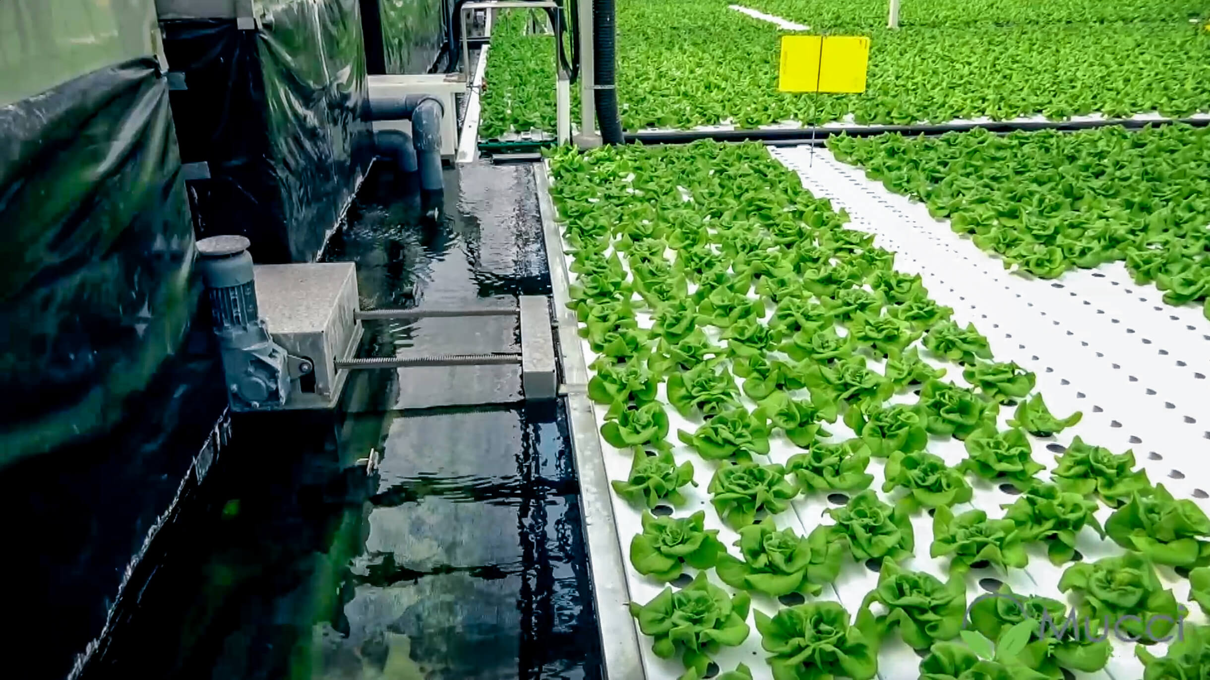 deep water culture growing systems (hydroponic)