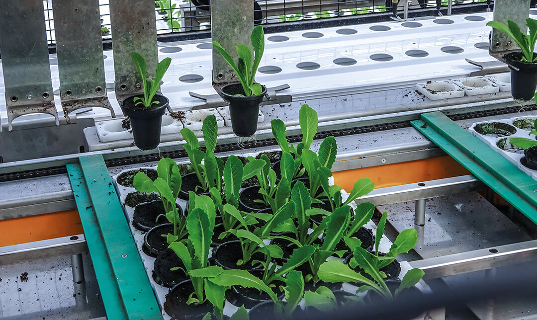 hydroponic growing using dwc