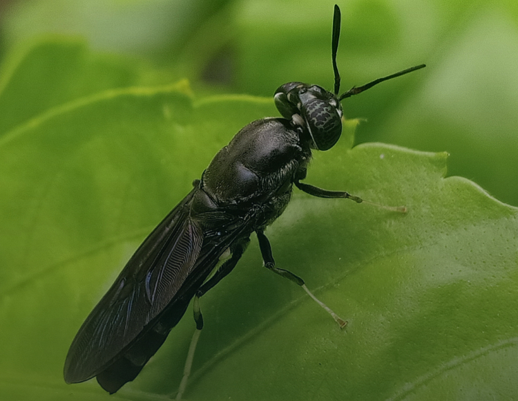 black soldier fly (BSF), insect farming