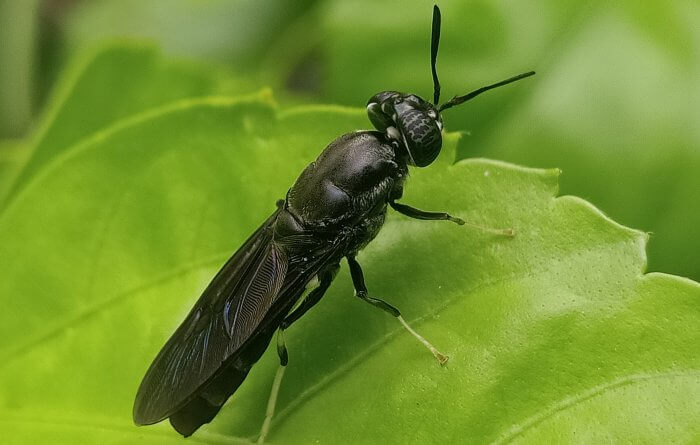 black soldier fly (BSF)