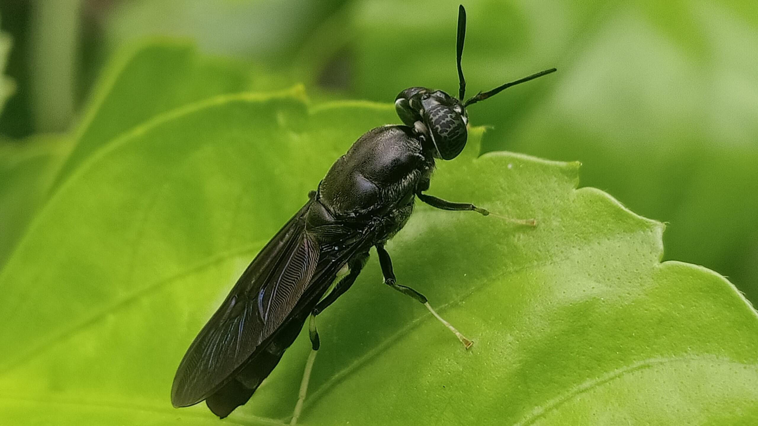 black soldier fly (BSF)