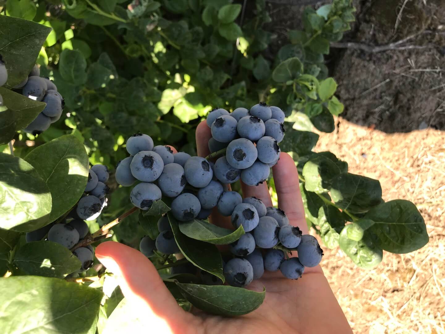 FairPlant blueberries