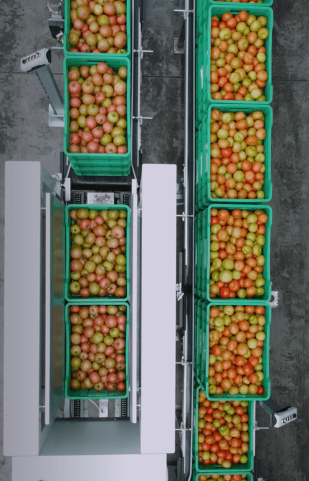 tomato crate handling automation solution