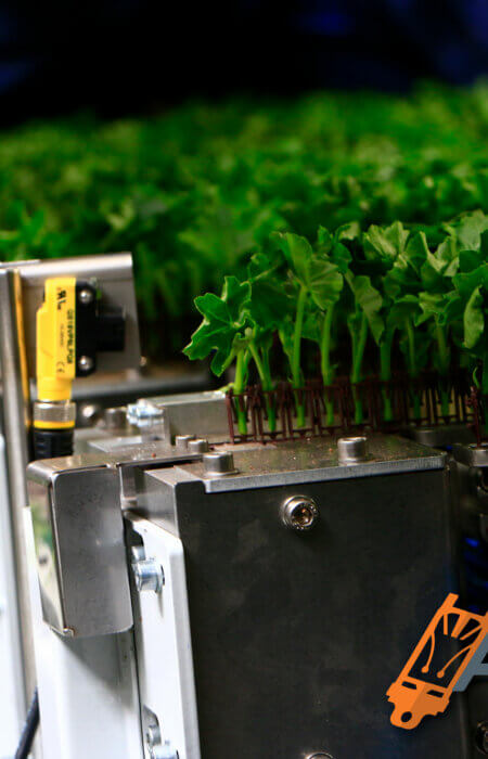 AutoStix - Plant cutting strip for automated transplanting