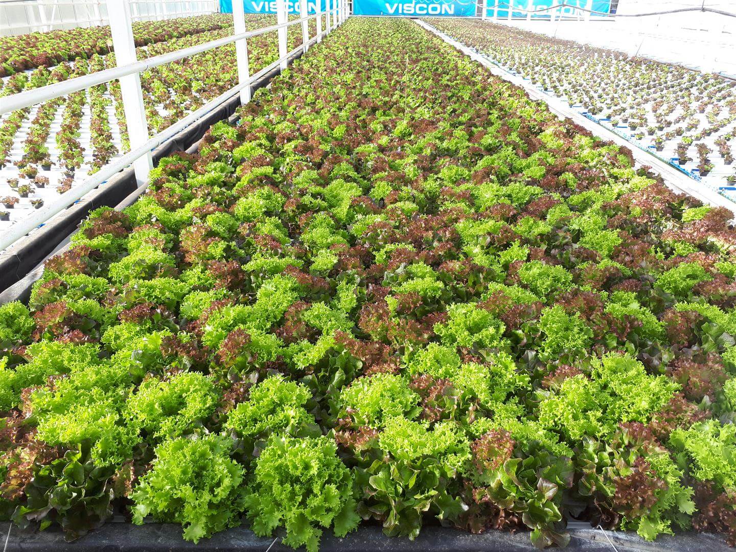 Lettuce NPK hydroponics 
